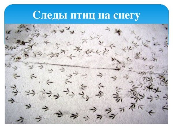 Птичьи следы на снегу