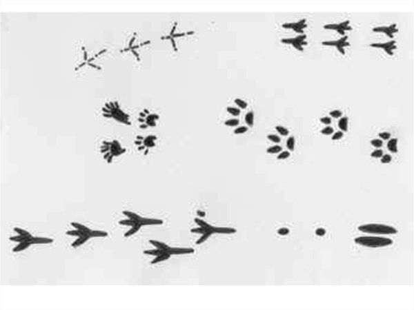 Следы птиц и зверей на снегу