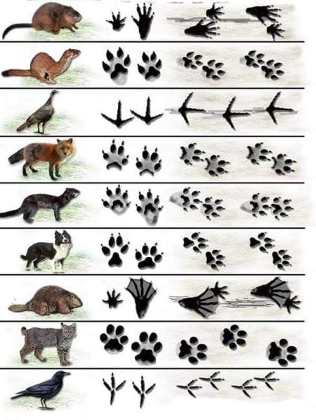 Следы животных средней полосы России