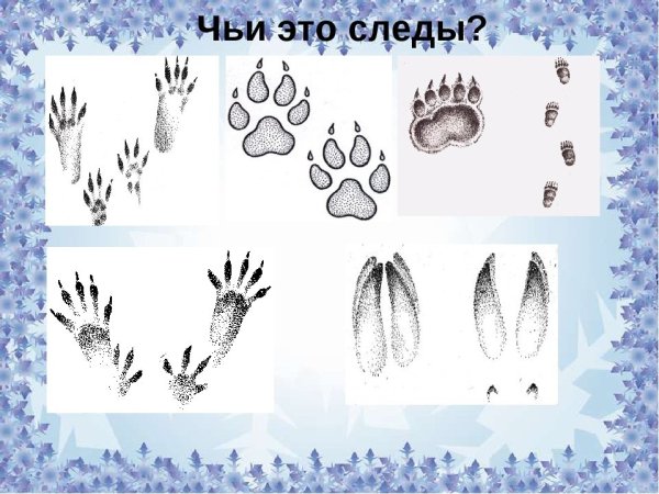 Следы зверей на снегу