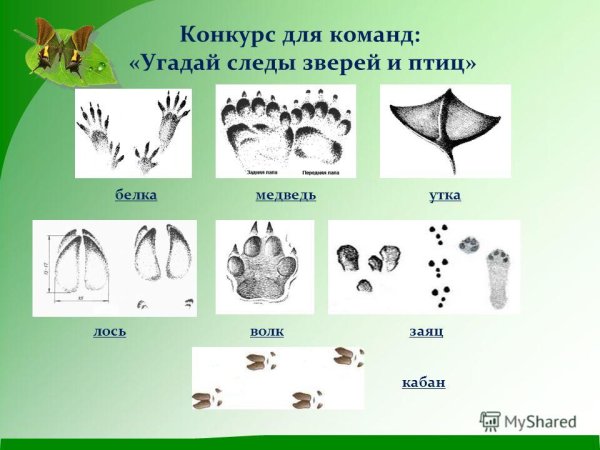 Следы зверей и птиц