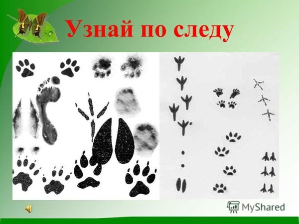 Следы птиц