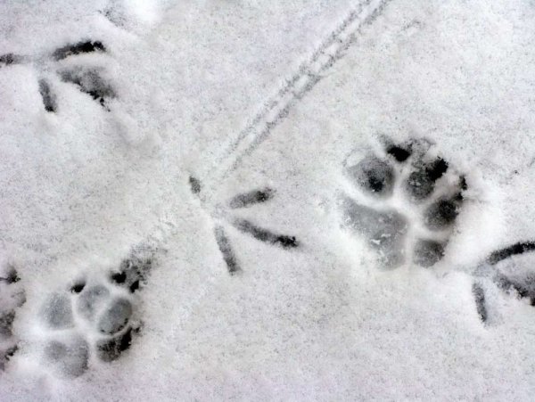 Отпечатки следов животных на снегу