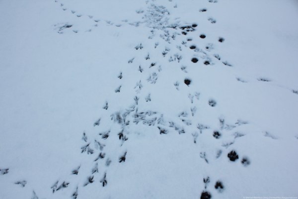 Следы животных зимой