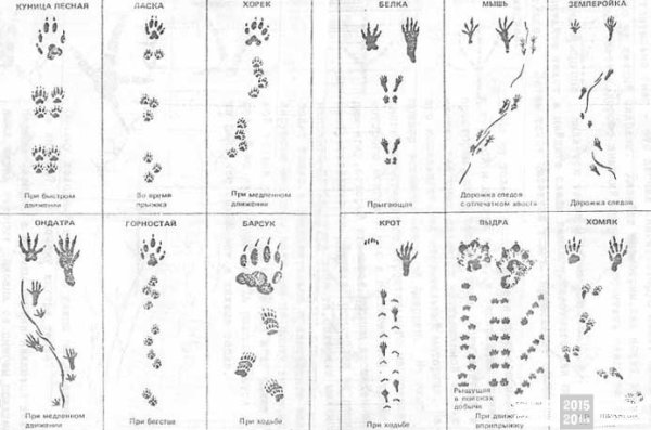 Следы птиц и зверей зимой на снегу 2 класс