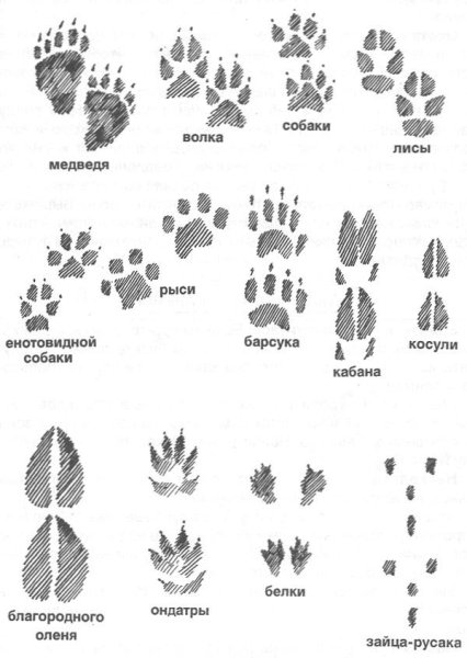 Следы диких животных Подмосковья