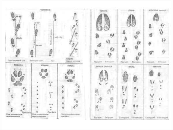 Следы птиц и зверей на снегу фото с названиями