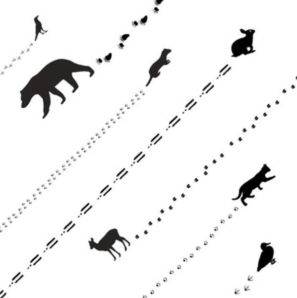 Следы лесных животных