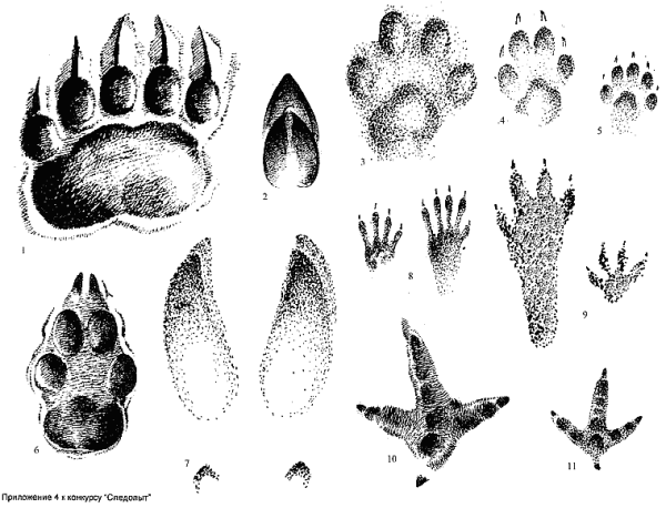 Следы зайца медведя лисы лося