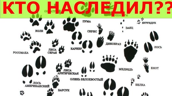 Следы лесных животных