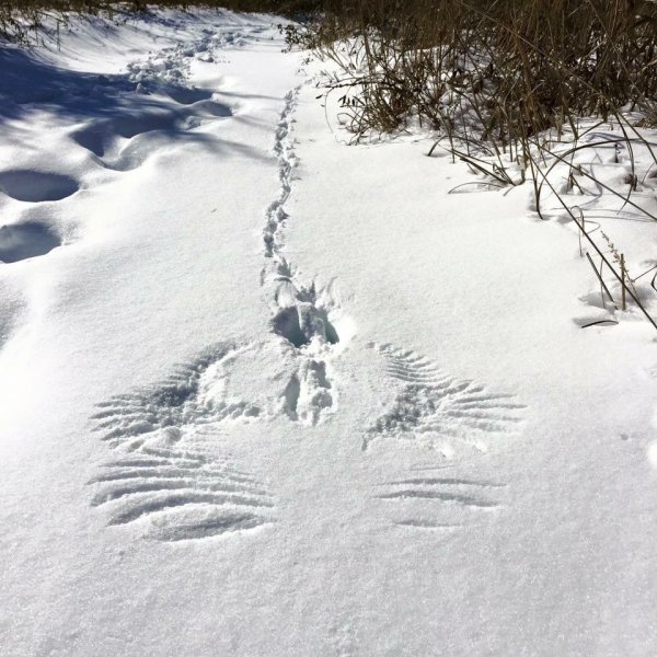 Отпечаток на снегу