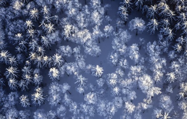 Зимний лес снежинки