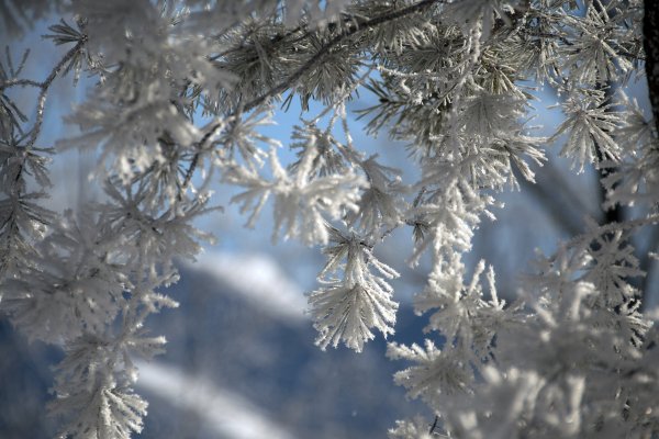 Заснеженная ветка