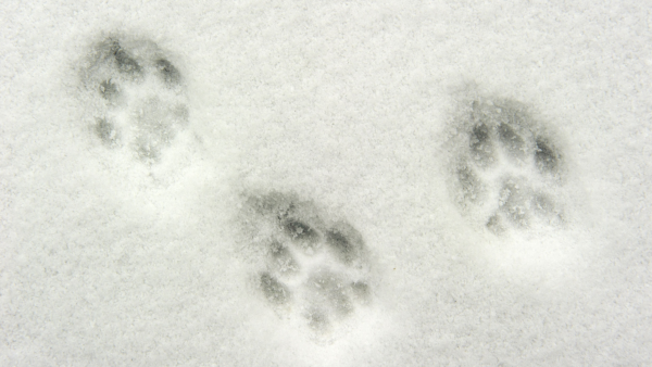 Следы песца