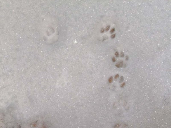 Следы кошки на снегу