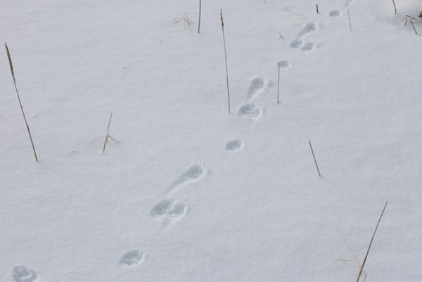 Следы полярного песца
