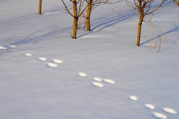 Следы песца на снегу