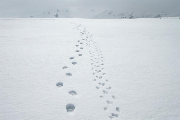 Поволока и выволока следа