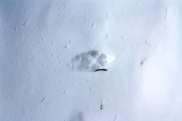 След голубого песца