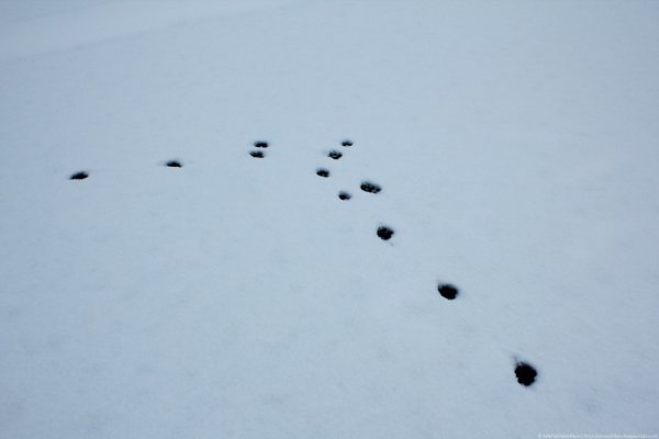 Следы песца на Красном снегу