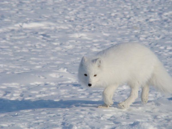 Следы песца на снегу