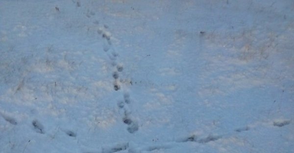 След полярной лисы