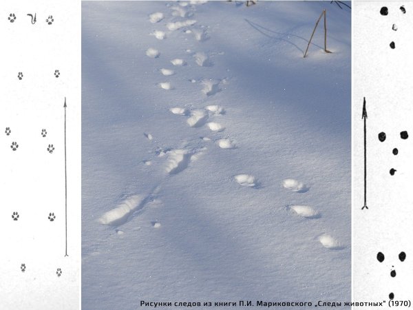 Следы лисицы на снегу
