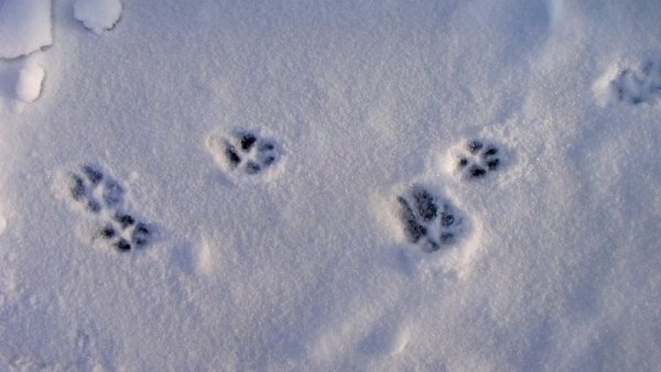Следы лисы зимой