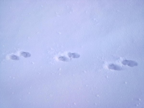 Лисьи следы на снегу