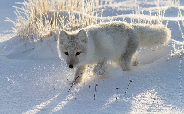 Песец тундра ненцы ЯНАО Ямал
