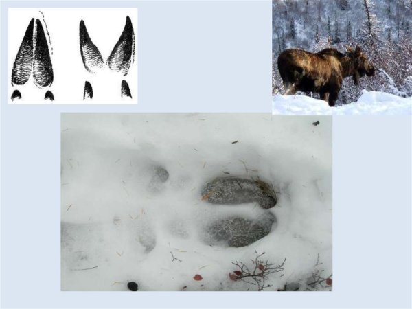 Следы животных на снегу