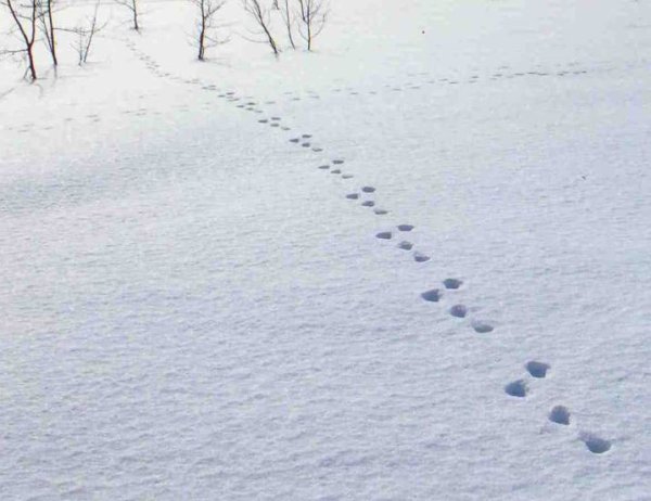 Следы кролика на снегу