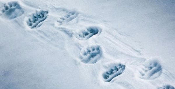 Следы медведя