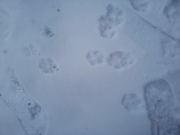 Следы шакала на снегу