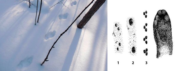 Следы соболя и куницы на снегу