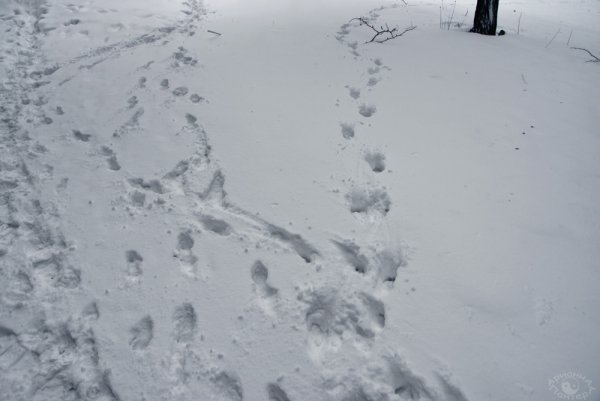Собачья тропа на снегу
