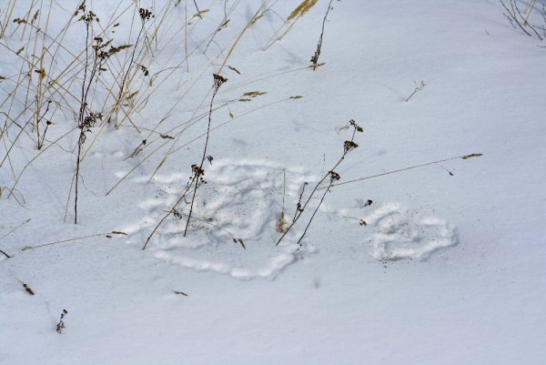 Следы песца на снегу