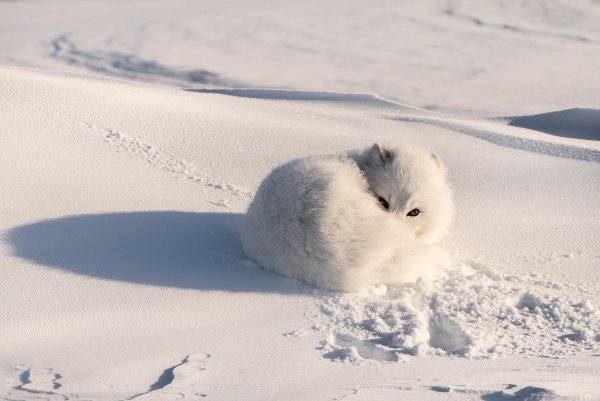 Песец белый