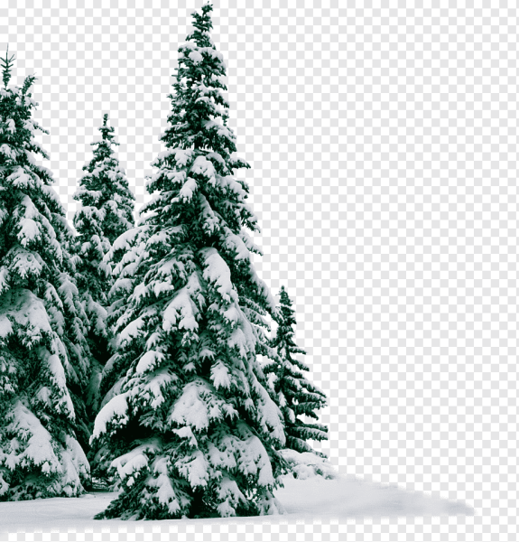 Елочка в снегу на прозрачном фоне