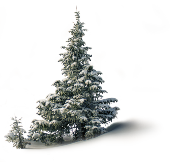 Заснеженная ель на белом фоне