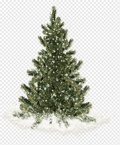 Ель в снегу на прозрачном фоне