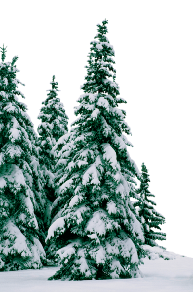 Прозрачный фон ель в лесу зимой