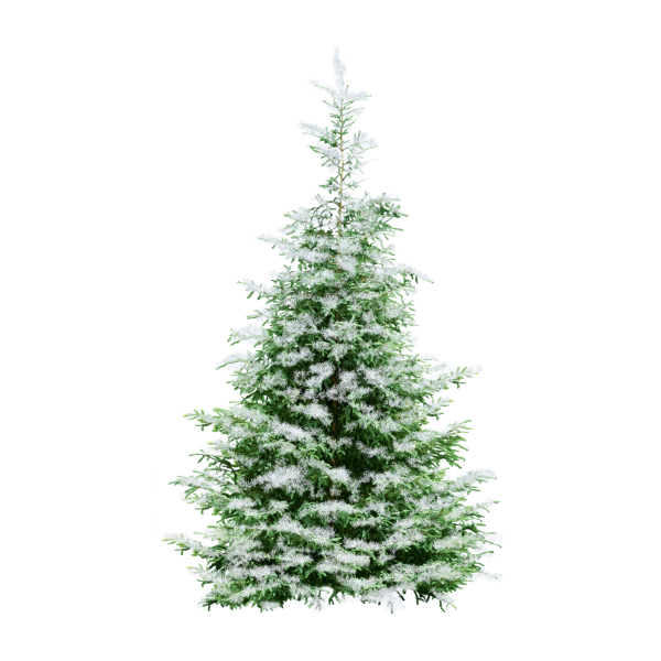 Елочка на прозрачном фоне