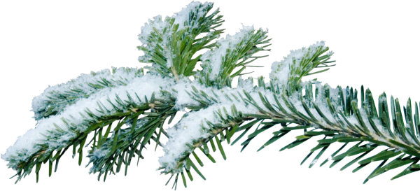 Еловые ветки на прозрачном фоне