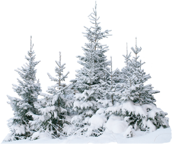 Дерево в снегу без фона