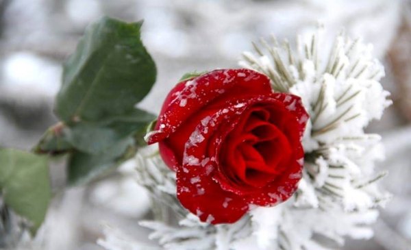Красивый букет роз на снегу