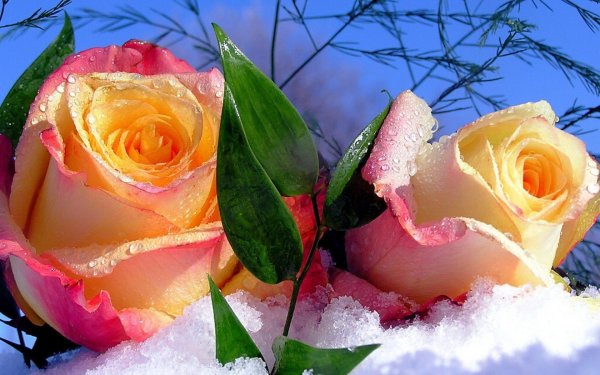 Чайная роза на снегу