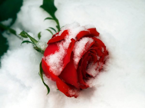 Красивые розы на снегу