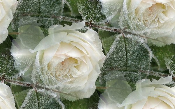 Белые розы на снегу