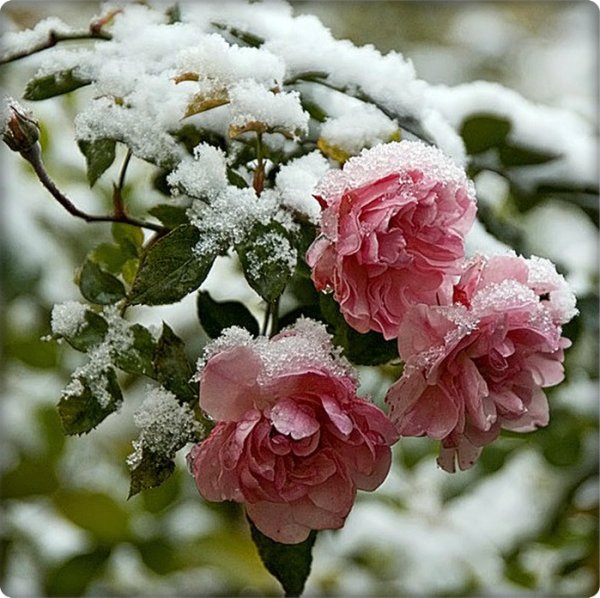 Цветы в снегу